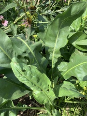 Rumex altissimus