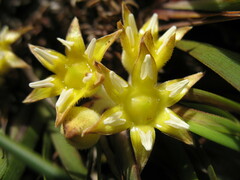 Conostylis serrulata