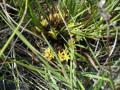 Conostylis serrulata