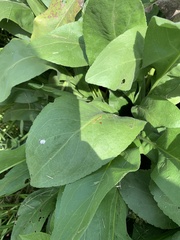 Rumex altissimus