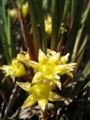 Conostylis serrulata