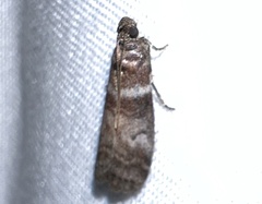 Sciota uvinella