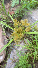Cyperus odoratus