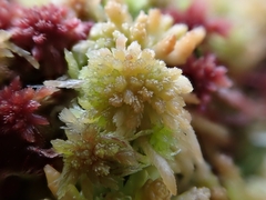 Sphagnum angustifolium