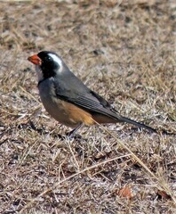 Saltator aurantiirostris