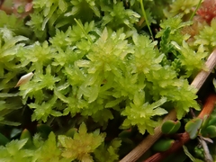 Sphagnum tenellum
