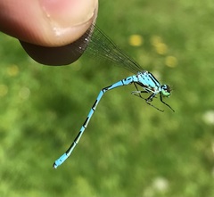 Coenagrion hastulatum