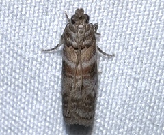 Sciota uvinella
