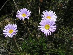 Olearia ciliata