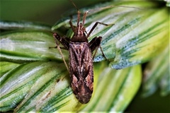 Phytocoris