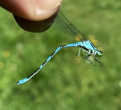 Coenagrion hastulatum
