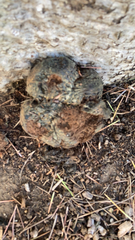 Pisolithus arhizus