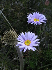 Olearia ciliata