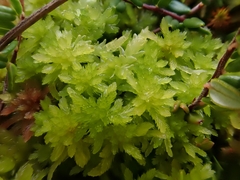Sphagnum tenellum