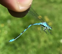 Coenagrion hastulatum