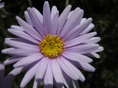 Olearia ciliata