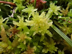 Sphagnum tenellum