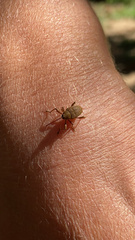 Curculionidae