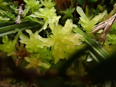 Sphagnum tenellum