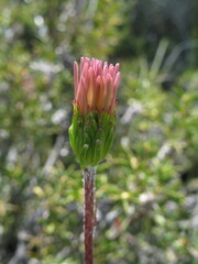 Olearia ciliata