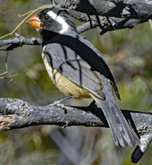 Saltator aurantiirostris