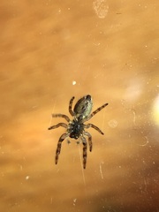 Pelegrina flavipes