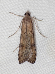 Nomophila nearctica