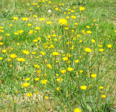 Hypochaeris radicata