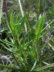 Olearia ciliata