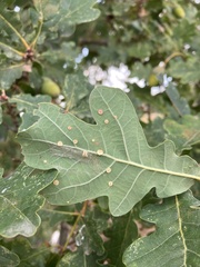 Neuroterus albipes