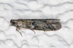 Acrobasis comptella
