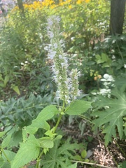 Agastache scrophulariifolia