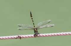 Ictinogomphus decoratus