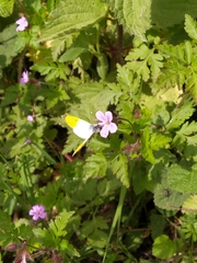 Anthocharis cardamines