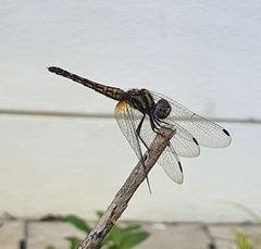 Trithemis festiva