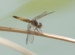 Brachythemis contaminata