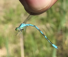 Coenagrion hastulatum