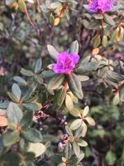 Rhododendron lapponicum