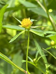 Bidens connata