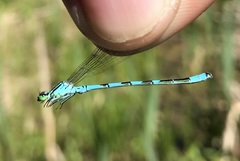 Coenagrion hastulatum