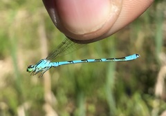Coenagrion hastulatum