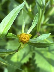Bidens connata