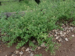 Ageratina herbacea