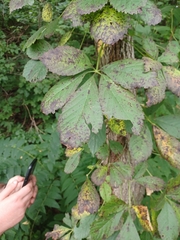 Parthenocissus inserta