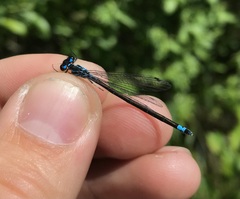 Coenagrion pulchellum