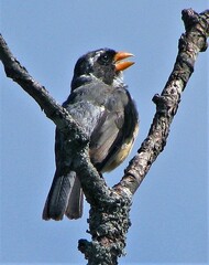 Saltator aurantiirostris