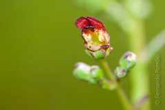Scrophularia scorodonia