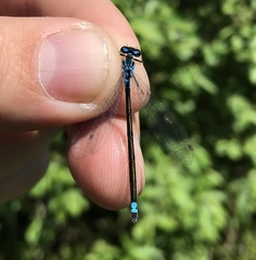 Coenagrion pulchellum