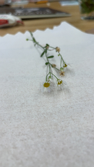 Erigeron strigosus