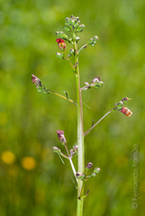 Scrophularia scorodonia